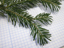 silver fir (abies alba) - leaves' undersides with 2 silver wax lines, leave sockets with a discoid slub. 2009-01-26, Pentax W60. keywords: abies pectinata, sapin commun, abete bianco